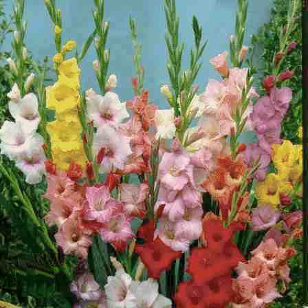 gladiolas flower